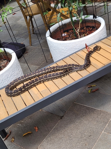 Coastal Carpet Python sighting