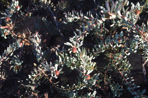 Witteberg Sunbush (Leucadendron cadens)