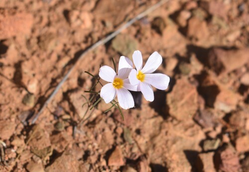 Minileaf Sorrel (Oxalis burkei)