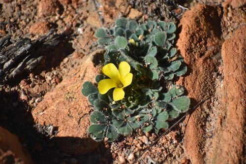 Blackspot Sorrel (Oxalis melanosticta)