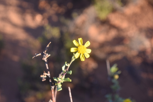 Bushy Babooncabbage (Othonna ramulosa)