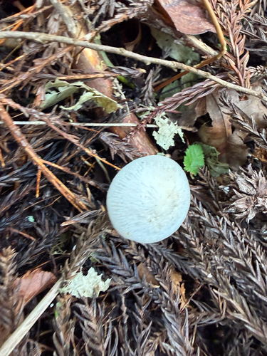 Strobilurus ohshimae