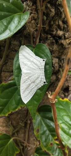 Grey Swallowtail Moth