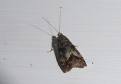 Eudonia legnota