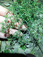 Polypremum procumbens