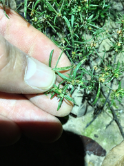 Polypremum procumbens