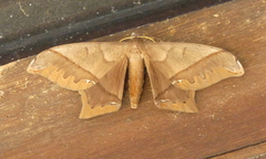 Arsenura ciocolatina