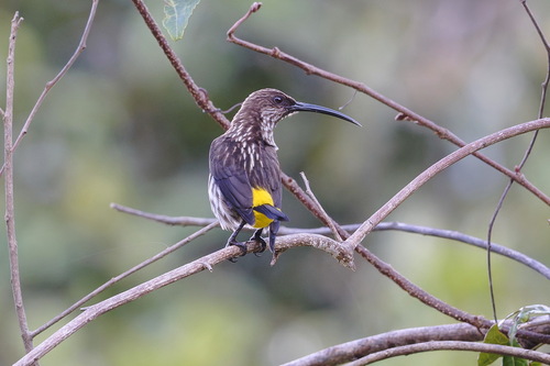 Whitehead's Spiderhunter (Arachnothera juliae)
