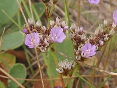 Limonium binervosum
