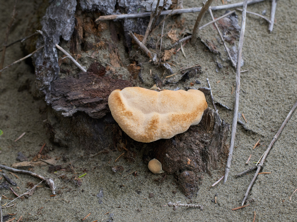 Onnia subtriquetra