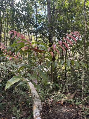 Blepharocarya involucrigera, 2025-10-31