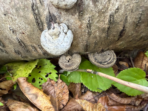 Ganoderma applanatum