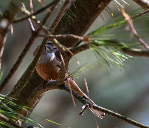 Rock Bunting
