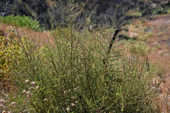 Olearia solandri