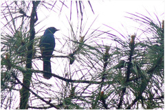 Aphelocoma unicolor