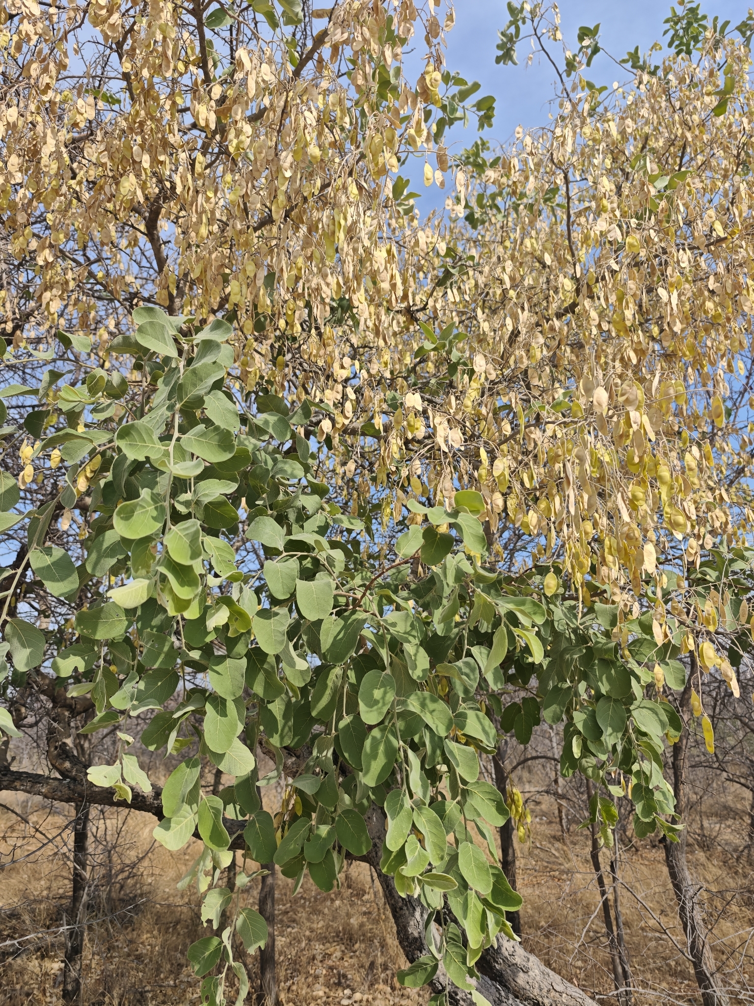 Kalahari Appleleaf (Philenoptera nelsii)