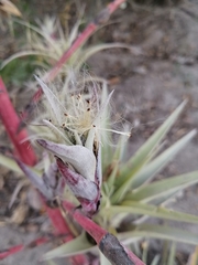 Tillandsia secunda