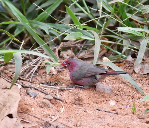 Bar-breasted Firefinch