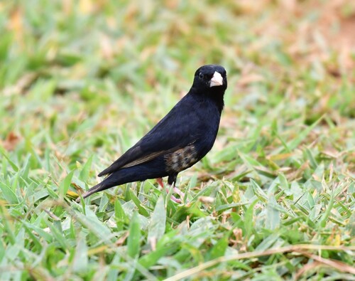 Village Indigobird