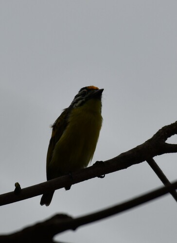 Yellow-fronted Tinkerbird