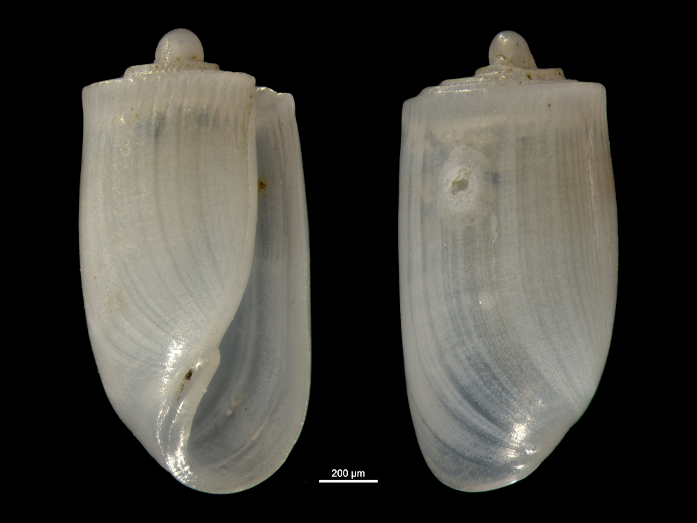 Acteocina knockeri