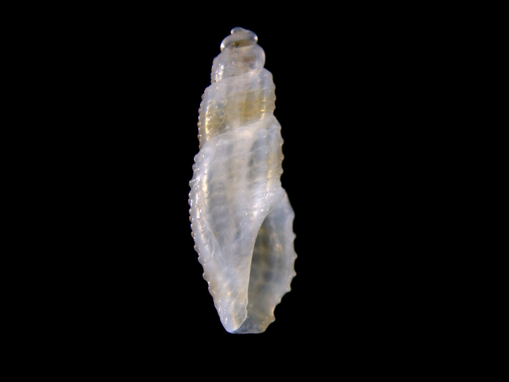 Bactrocythara