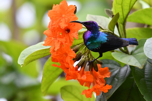 Splendid Sunbird