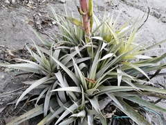Tillandsia secunda