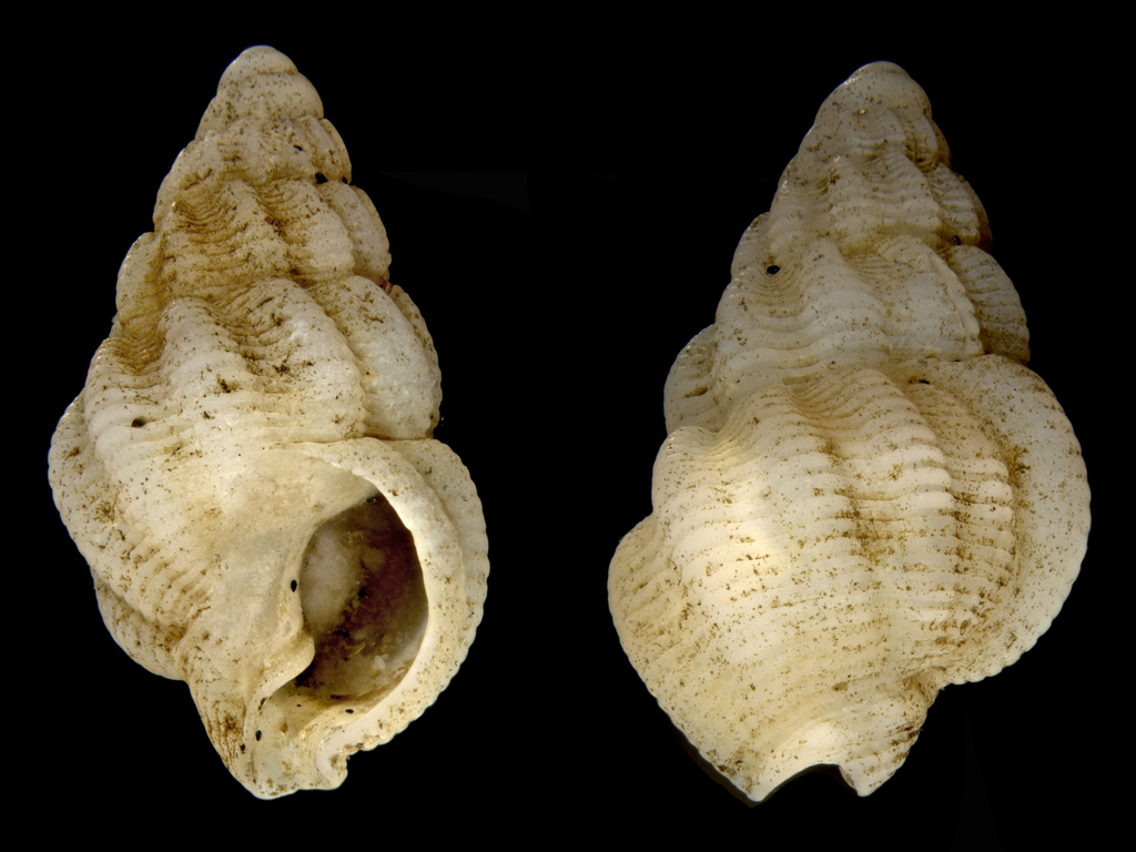 Tritia goreensis