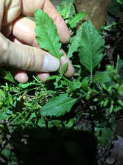 Rorippa sessiliflora