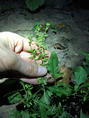 Rorippa sessiliflora