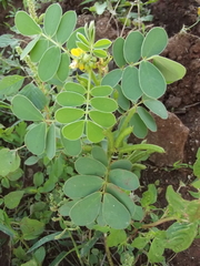 Senna uniflora