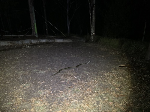 Coastal Carpet Python sighting