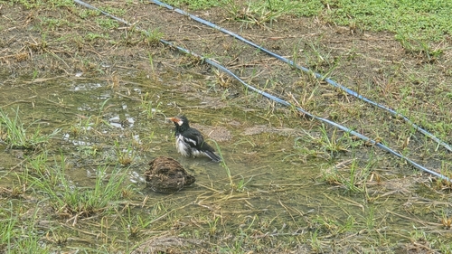Siamese Pied Starling