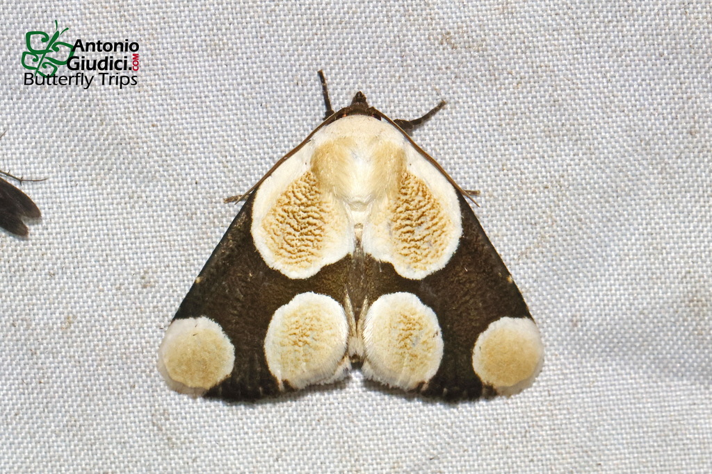 Cymatophoropsis