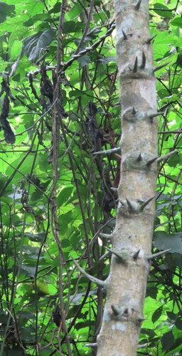 Hluhluwe Creeper (Dalbergia armata)