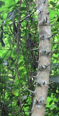 Dalbergia armata, photograph (c) Bruno - Yolande Zanette, some rights reserved (CC BY)