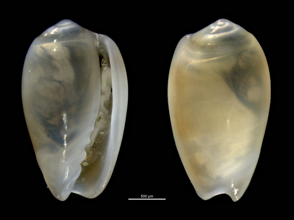 Volvarina exilis