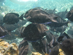 Acanthurus nigroris