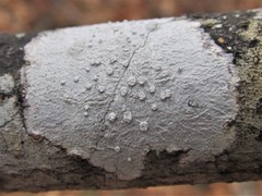 Lepra trachythallina