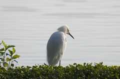 Egretta thula