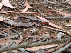 Acritoscincus platynotus