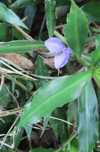 Coleotrype natalensis, photograph 6