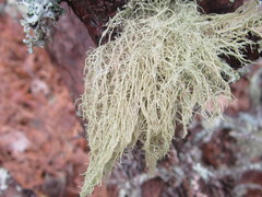 Usnea mutabilis