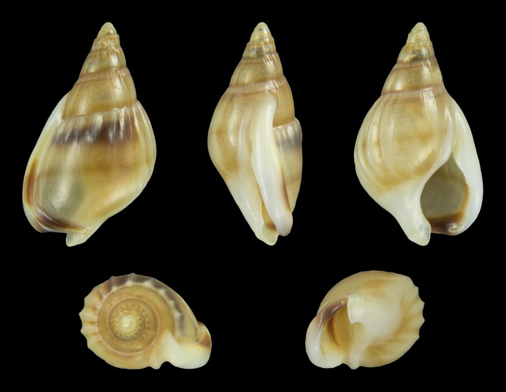 Naytia glabrata