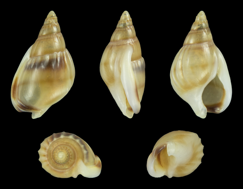 Naytia glabrata