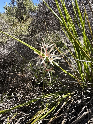 Geissorhiza adriaanii