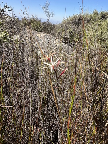 Geissorhiza adriaanii
