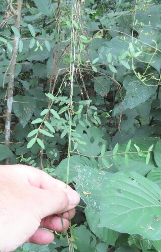 Narrow-leaved Secamone (Secamone filiformis)