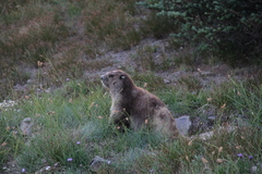 Marmota olympus